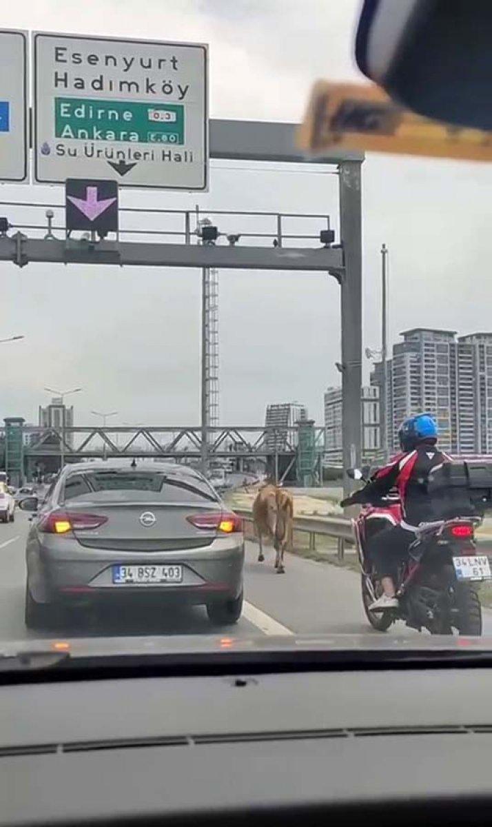 Büyükçekmece'deki E-5 yolunu inekler kilitledi