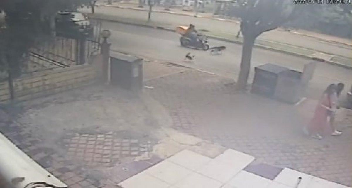 Antalya'da kediden kaçan köpeğe motosiklet çarptı