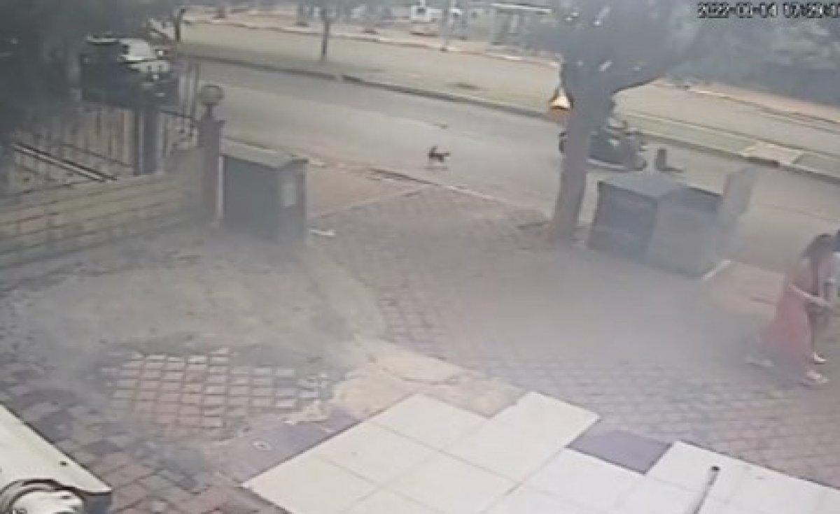 Antalya'da kediden kaçan köpeğe motosiklet çarptı