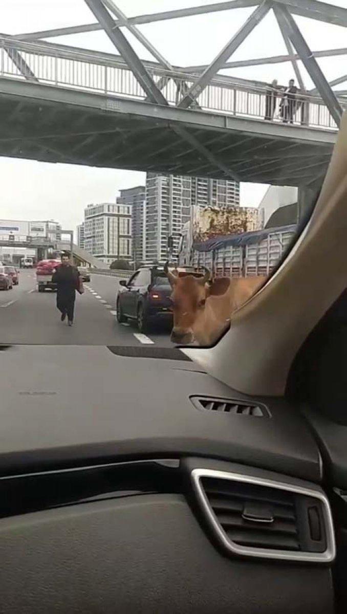 Büyükçekmece'deki E-5 yolunu inekler kilitledi