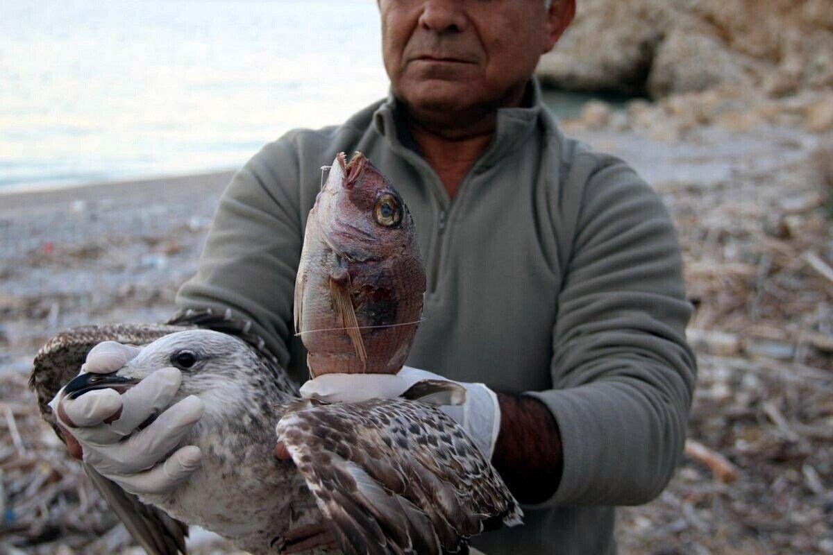Aydın'da olta iğnesi yutan martıya yardım eli