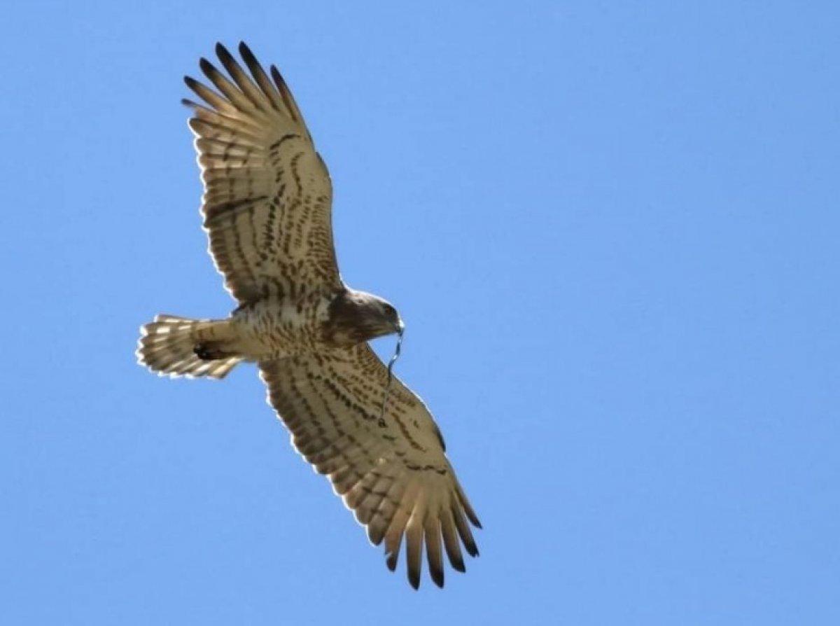 Yalova'da ilk kez yılan kartalı gözlemlendi
