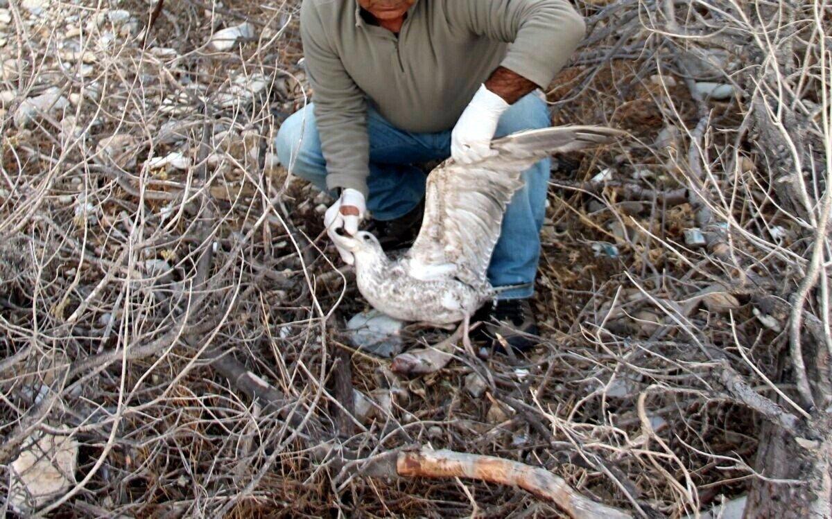 Aydın'da olta iğnesi yutan martıya yardım eli