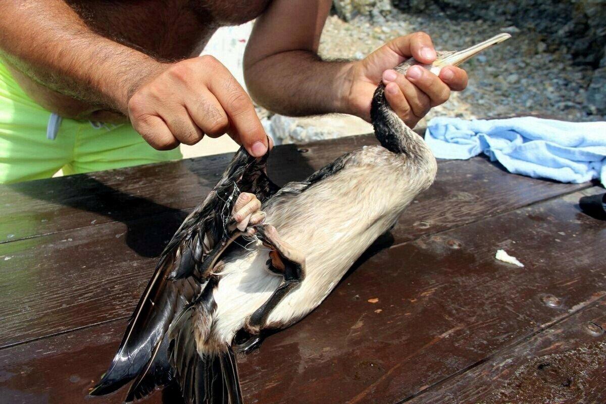 Aydın'da olta iğnesi yutan martıya yardım eli
