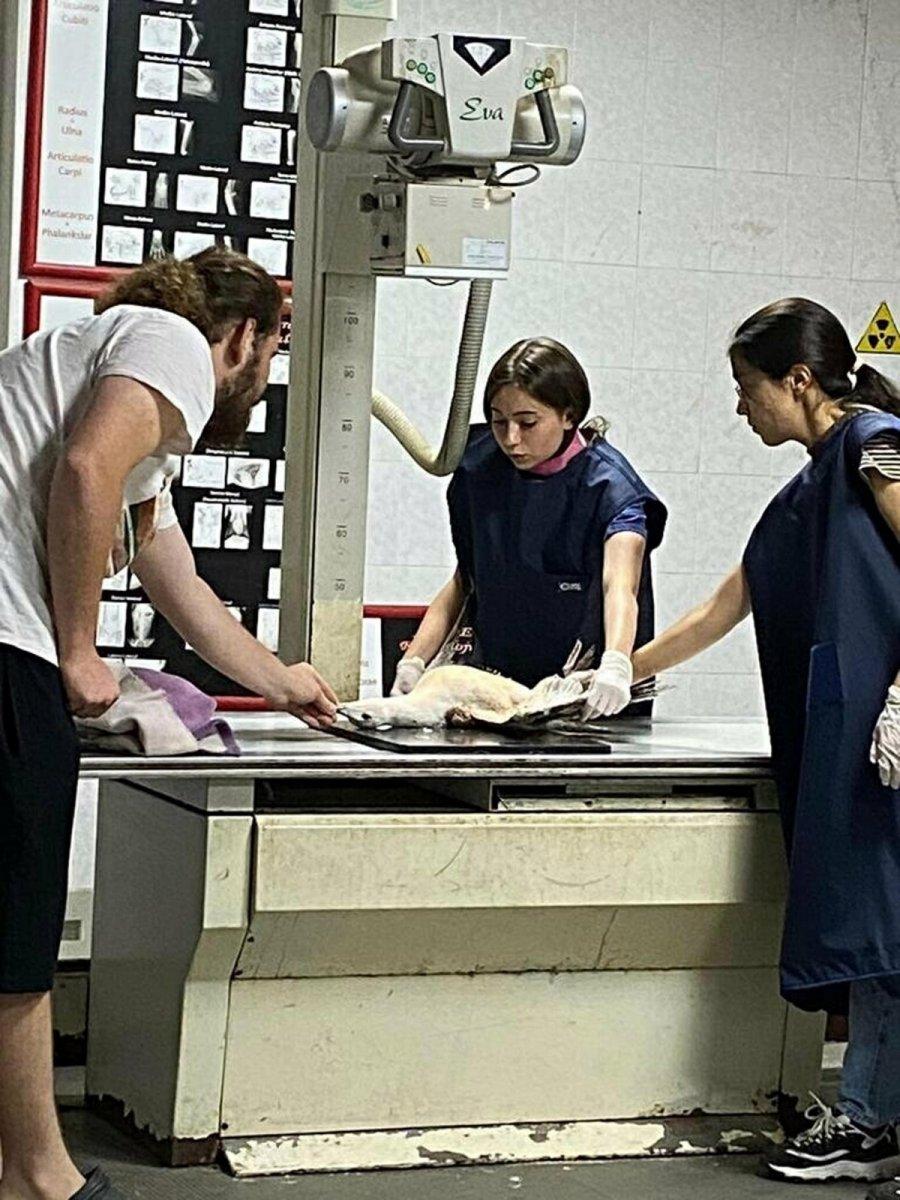 Aydın'da olta iğnesi yutan martıya yardım eli