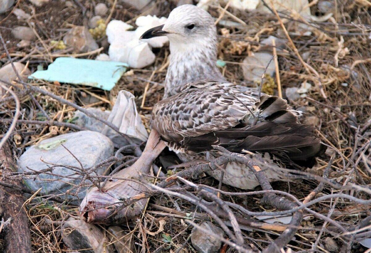 Aydın'da olta iğnesi yutan martıya yardım eli