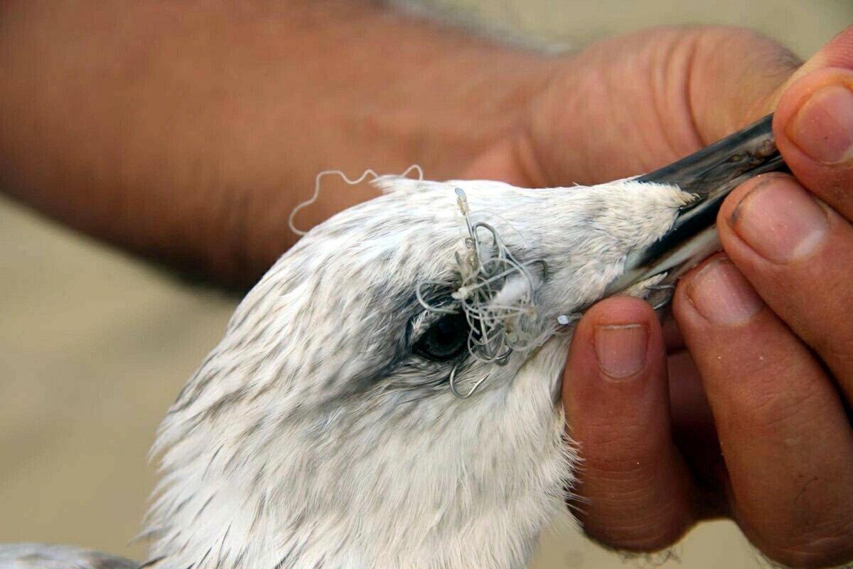 Aydın'da olta iğnesi yutan martıya yardım eli