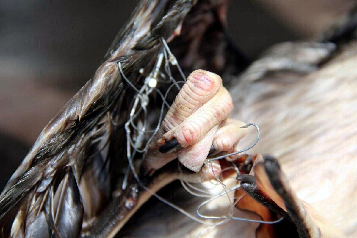 Aydın'da olta iğnesi yutan martıya yardım eli