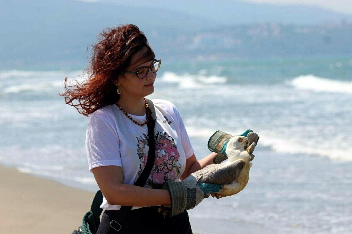 Aydın'da olta iğnesi yutan martıya yardım eli