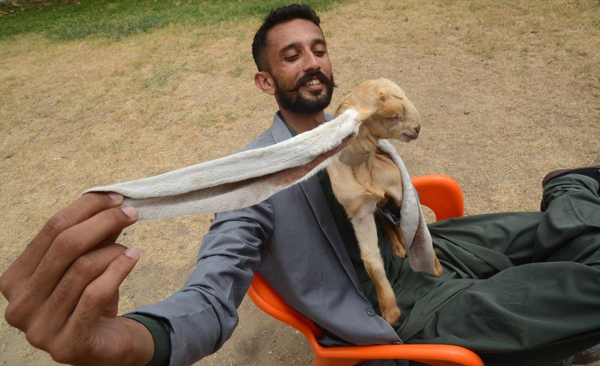 Dünyanın en uzun kulaklı keçisi Simba