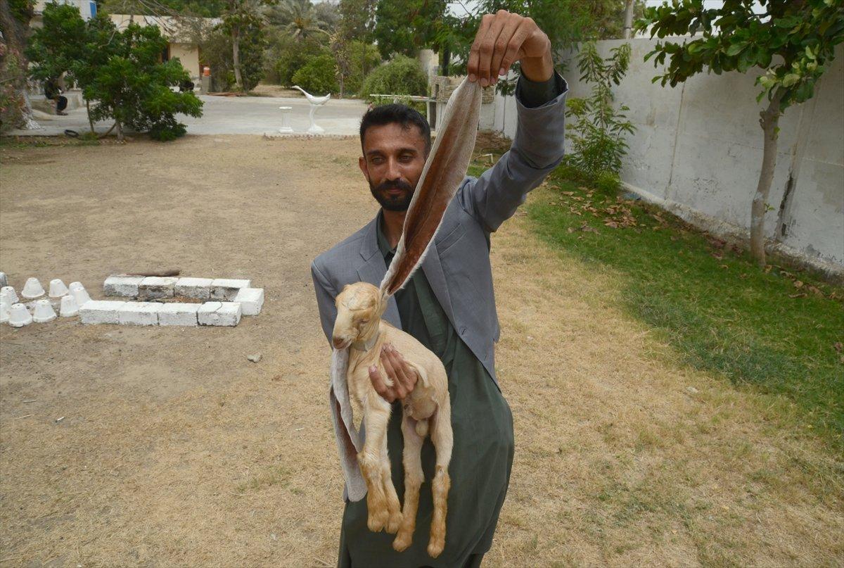 Dünyanın en uzun kulaklı keçisi Simba