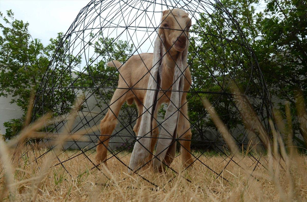 Dünyanın en uzun kulaklı keçisi Simba