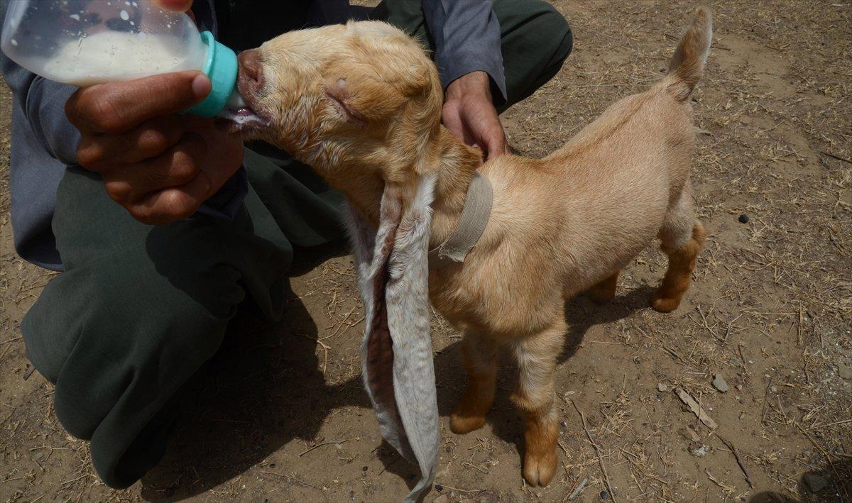 Dünyanın en uzun kulaklı keçisi Simba