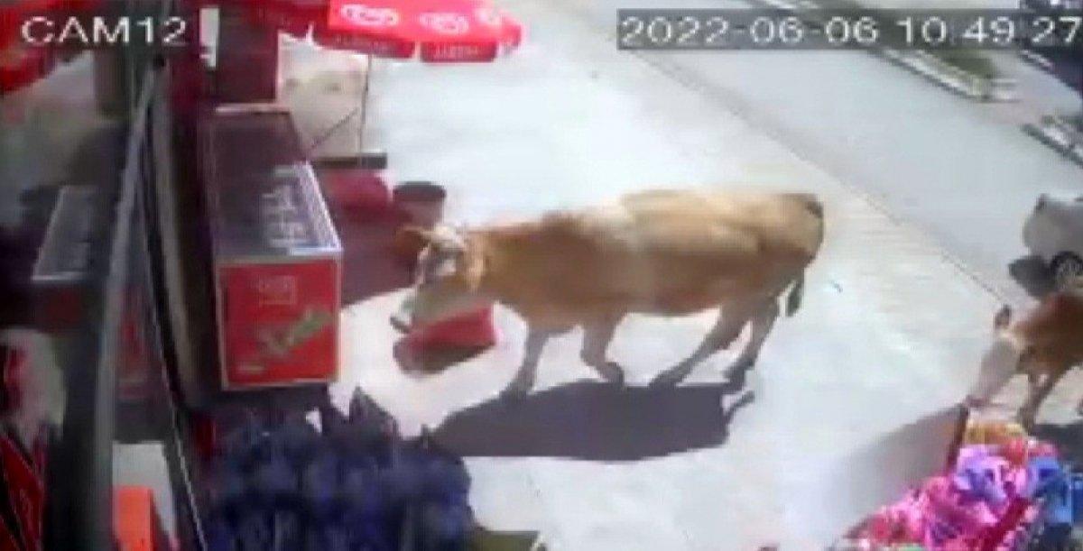 Bayburt'ta kaçan kurbanlık inekler, markete girdi