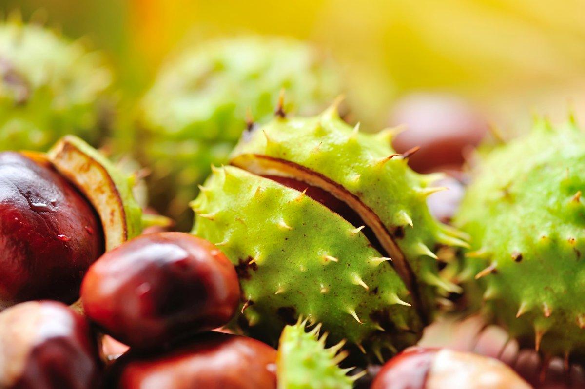 Kan dolaşımını iyileştiren 5 bitki