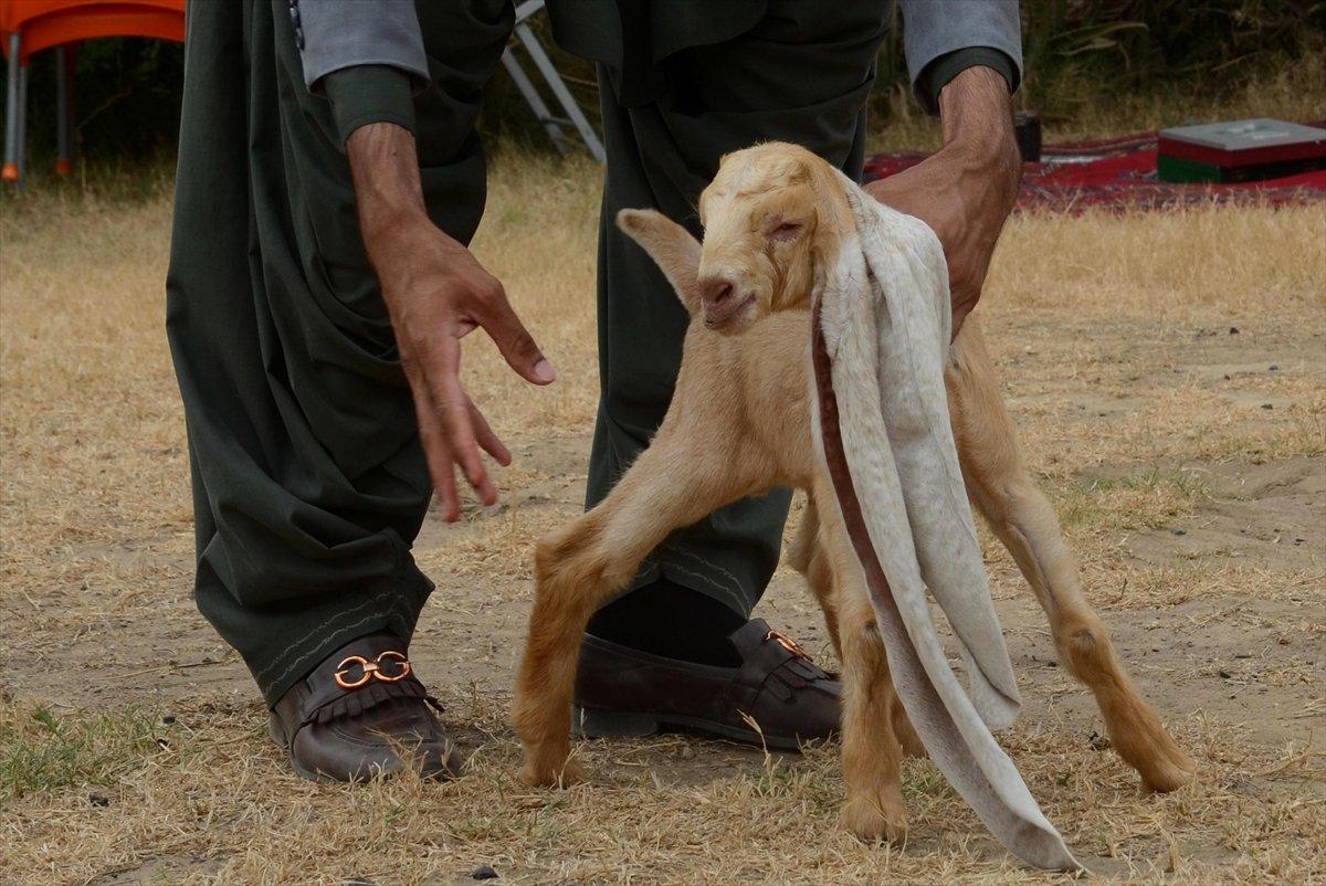 Dünyanın en uzun kulaklı keçisi Simba