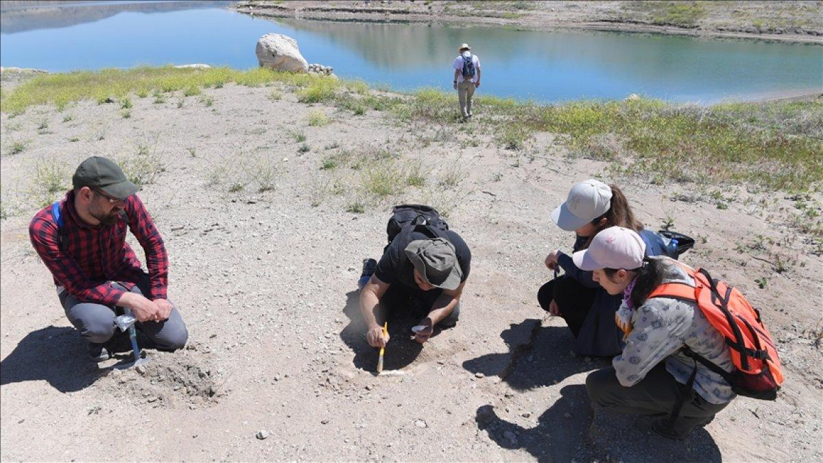 Kayseri'deki 7,5 milyon yıllık fosiller
