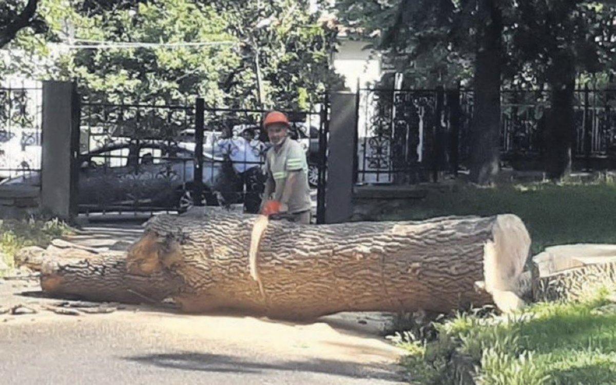 İBB, Emirgan Korusu'nda ağaç katliamı yaptı