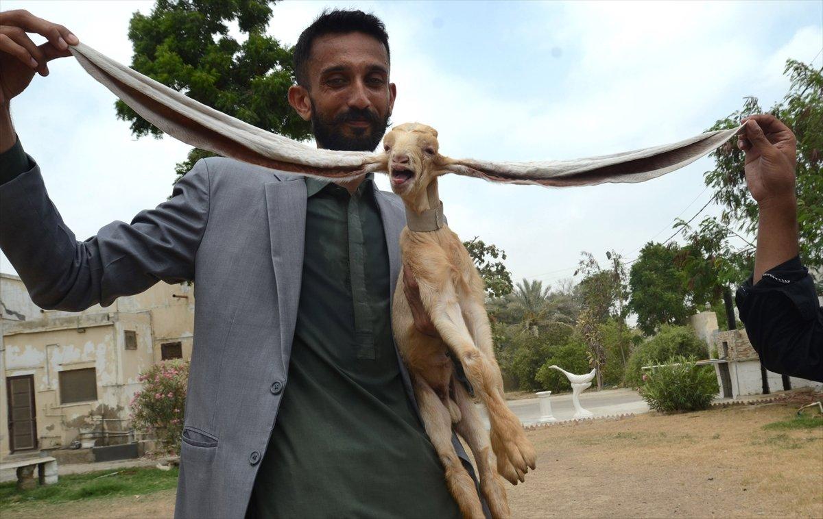 Dünyanın en uzun kulaklı keçisi Simba