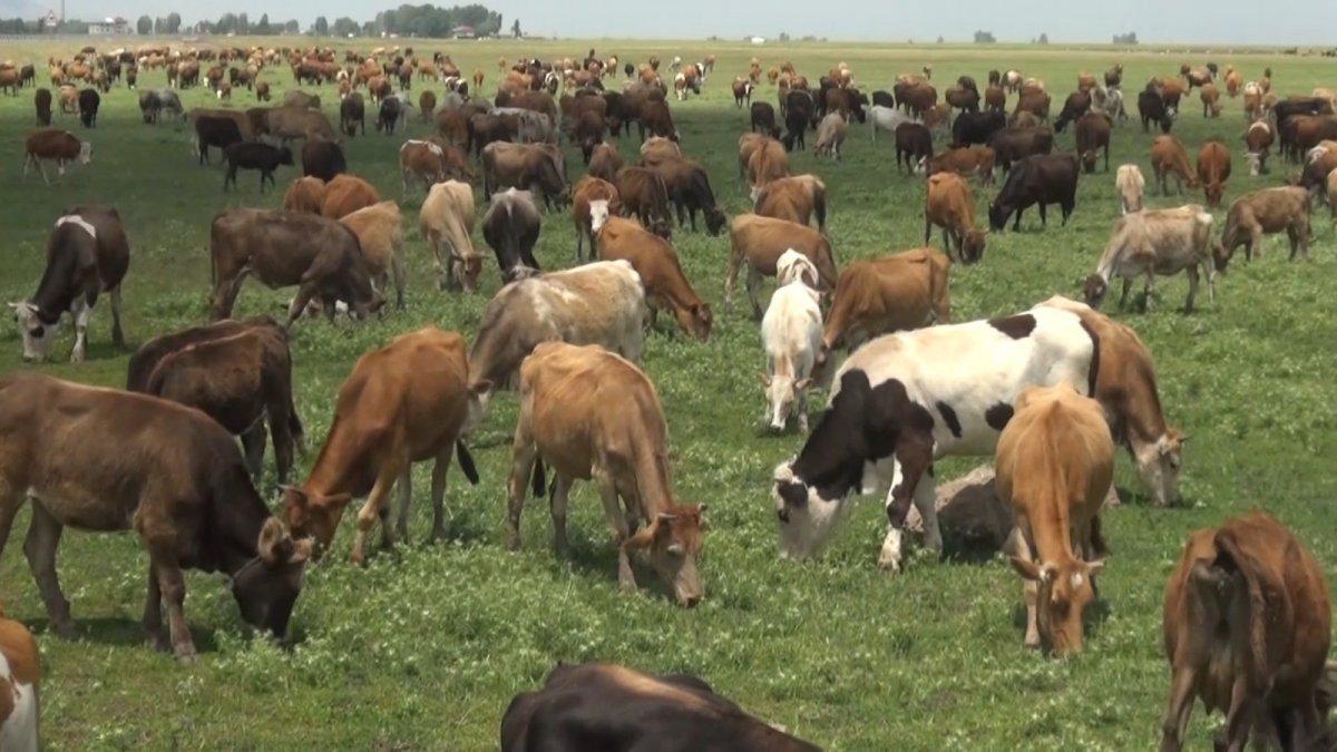 Muş'taki büyükbaşlar, yurda 10 milyar TL'den fazla katkı sağlıyor