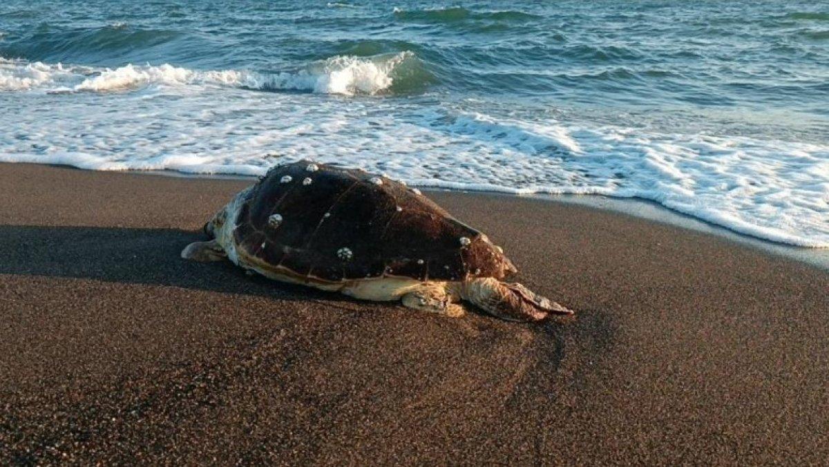 Hatay'da 2 ölü kaplumbağa sahile vurdu