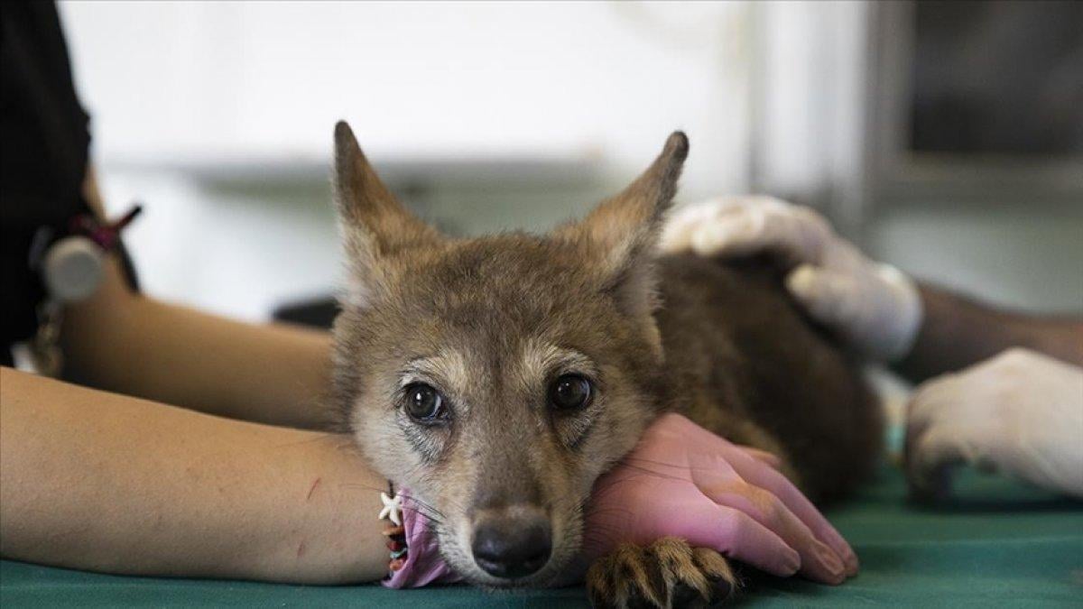 Ankara'da yaralı bulunan 4 kurt yavrusu, özel bakımla hayata tutundu