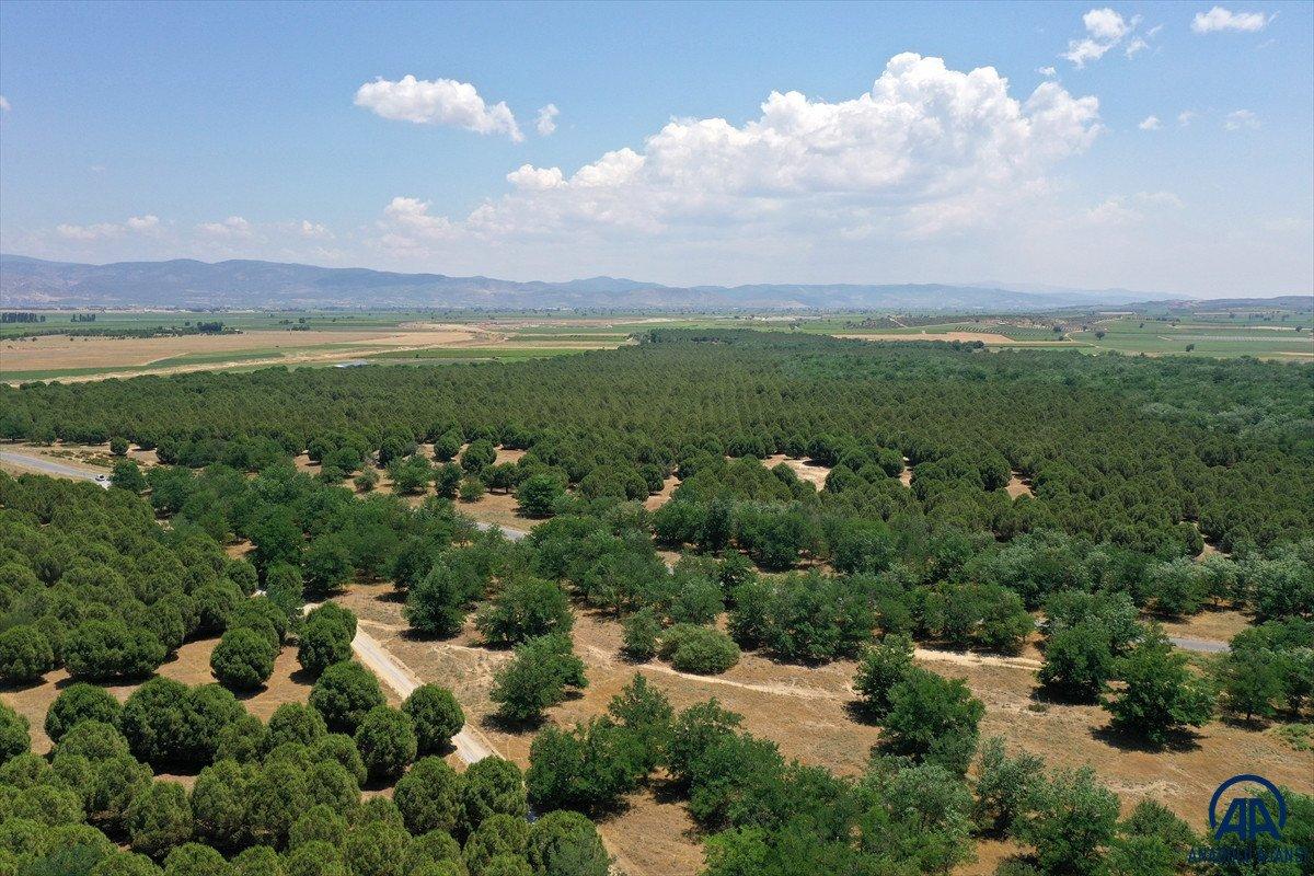 Dizilere sahne olan Sazoba'nın çölü orman oldu