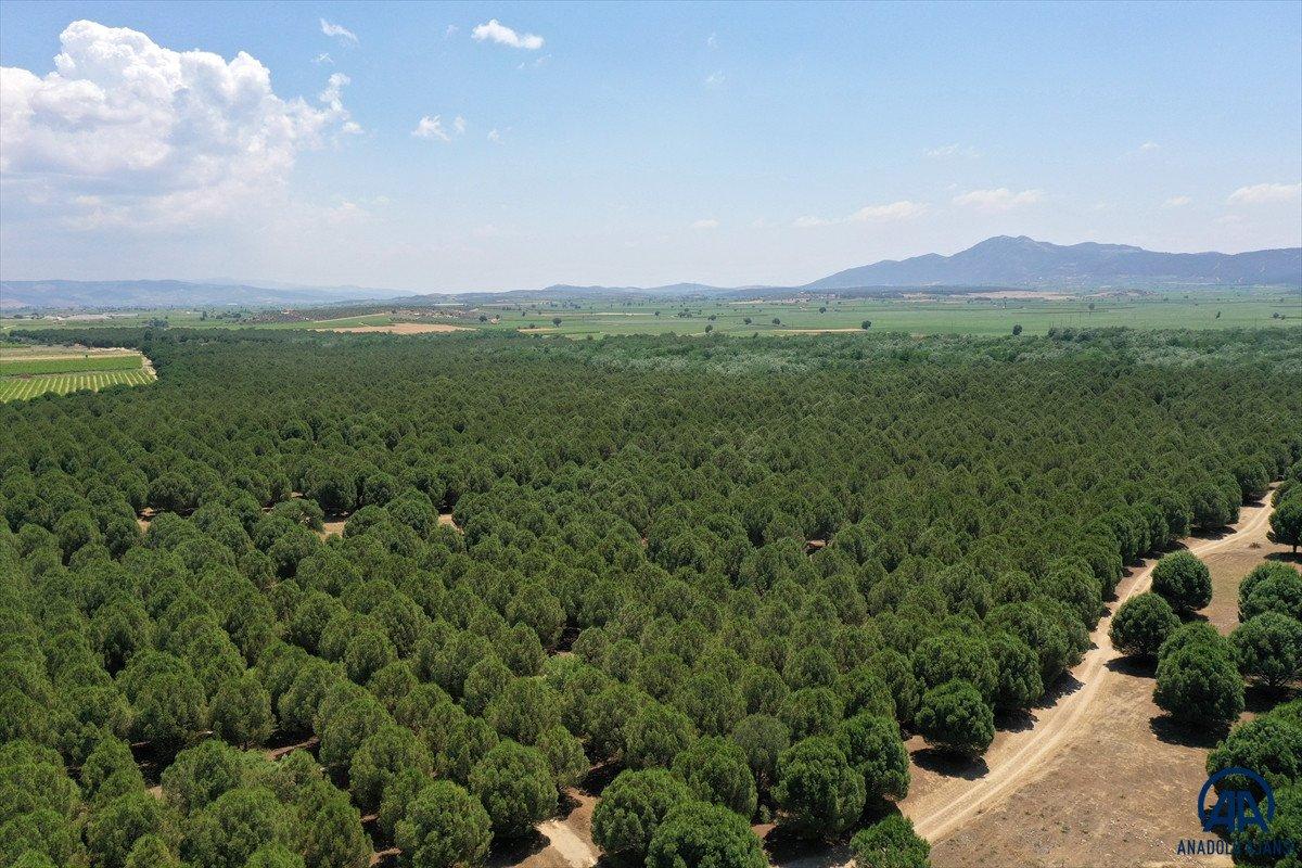 Dizilere sahne olan Sazoba'nın çölü orman oldu