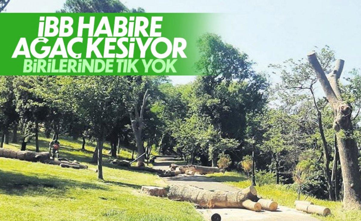 Emirgan Korusu'ndaki ağaç katliamına para cezası verildi