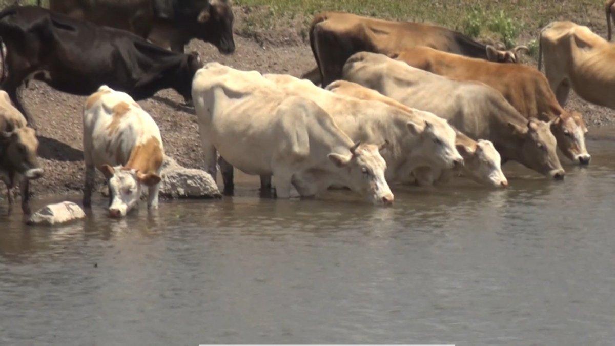 Muş'taki büyükbaşlar, yurda 10 milyar TL'den fazla katkı sağlıyor