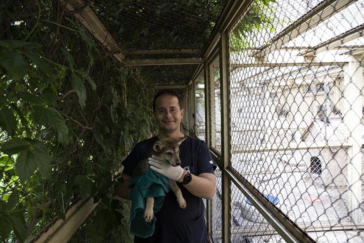 Ankara'da yaralı bulunan 4 kurt yavrusu, özel bakımla hayata tutundu