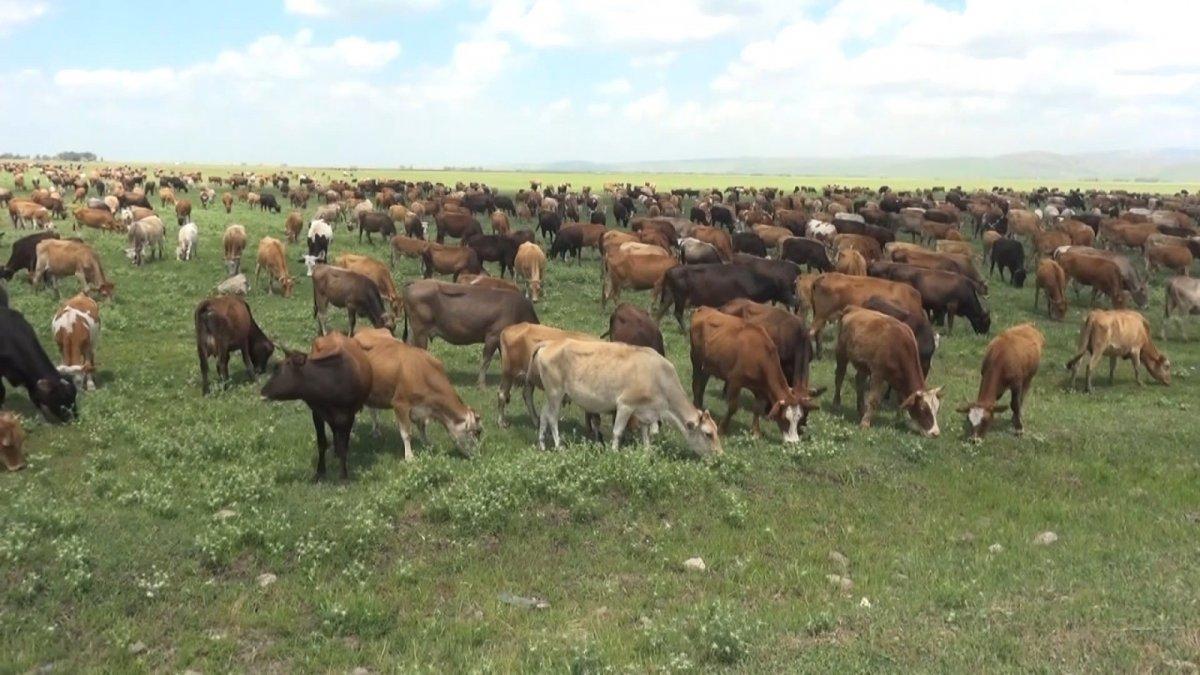 Muş'taki büyükbaşlar, yurda 10 milyar TL'den fazla katkı sağlıyor