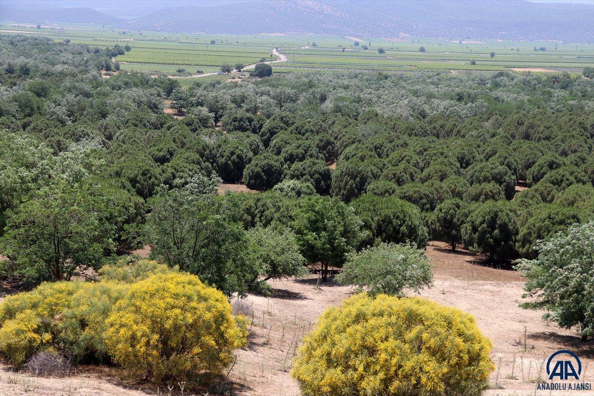 Dizilere sahne olan Sazoba'nın çölü orman oldu