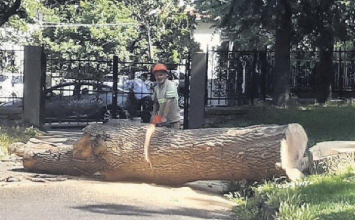 Emirgan Korusu'ndaki ağaç katliamına para cezası verildi