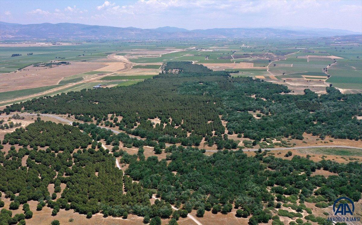 Dizilere sahne olan Sazoba'nın çölü orman oldu