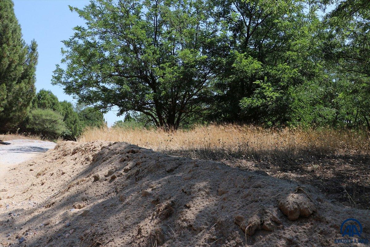 Dizilere sahne olan Sazoba'nın çölü orman oldu