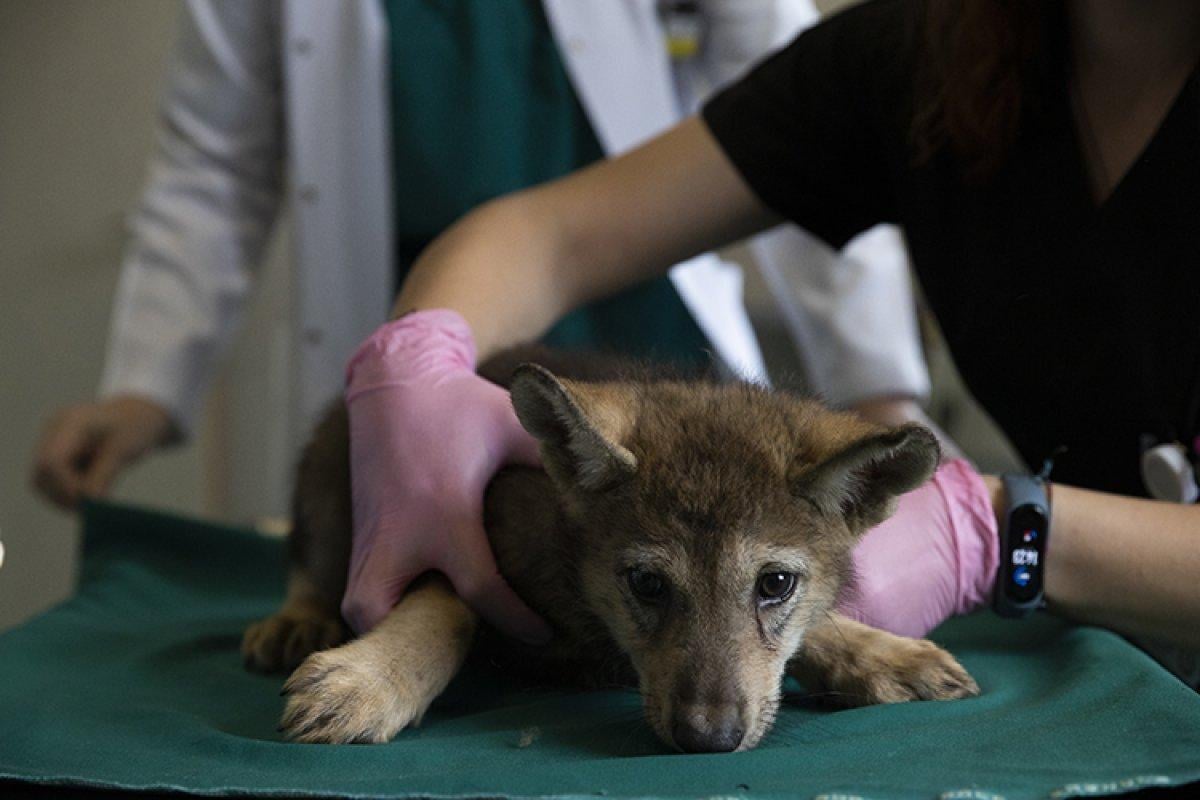 Ankara'da yaralı bulunan 4 kurt yavrusu, özel bakımla hayata tutundu