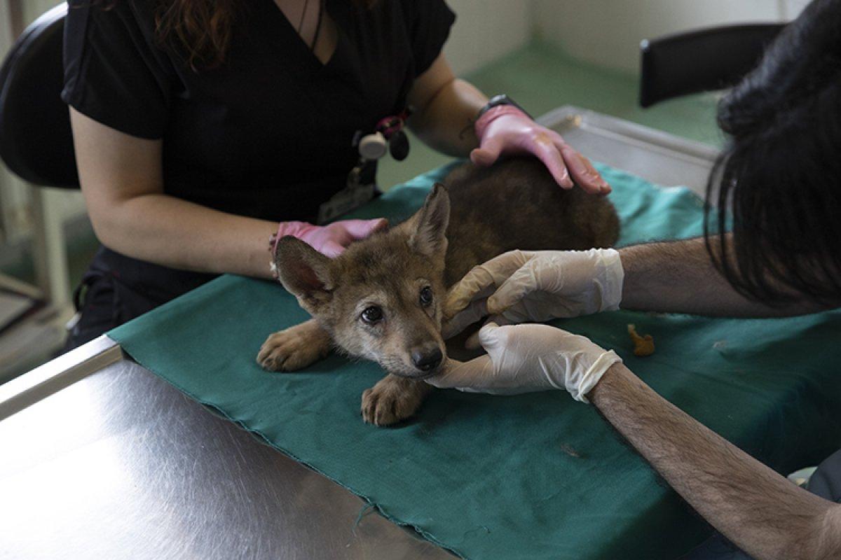 Ankara'da yaralı bulunan 4 kurt yavrusu, özel bakımla hayata tutundu