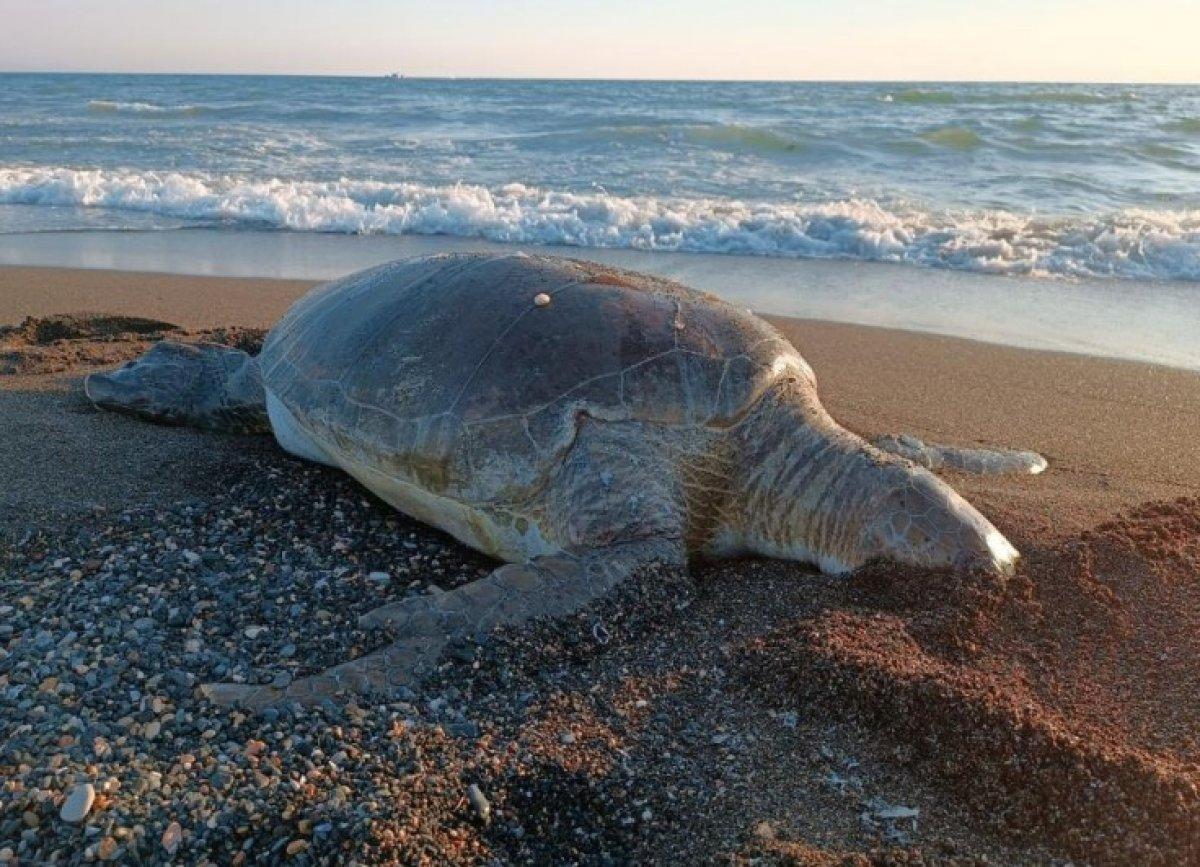 Hatay'da 2 ölü kaplumbağa sahile vurdu