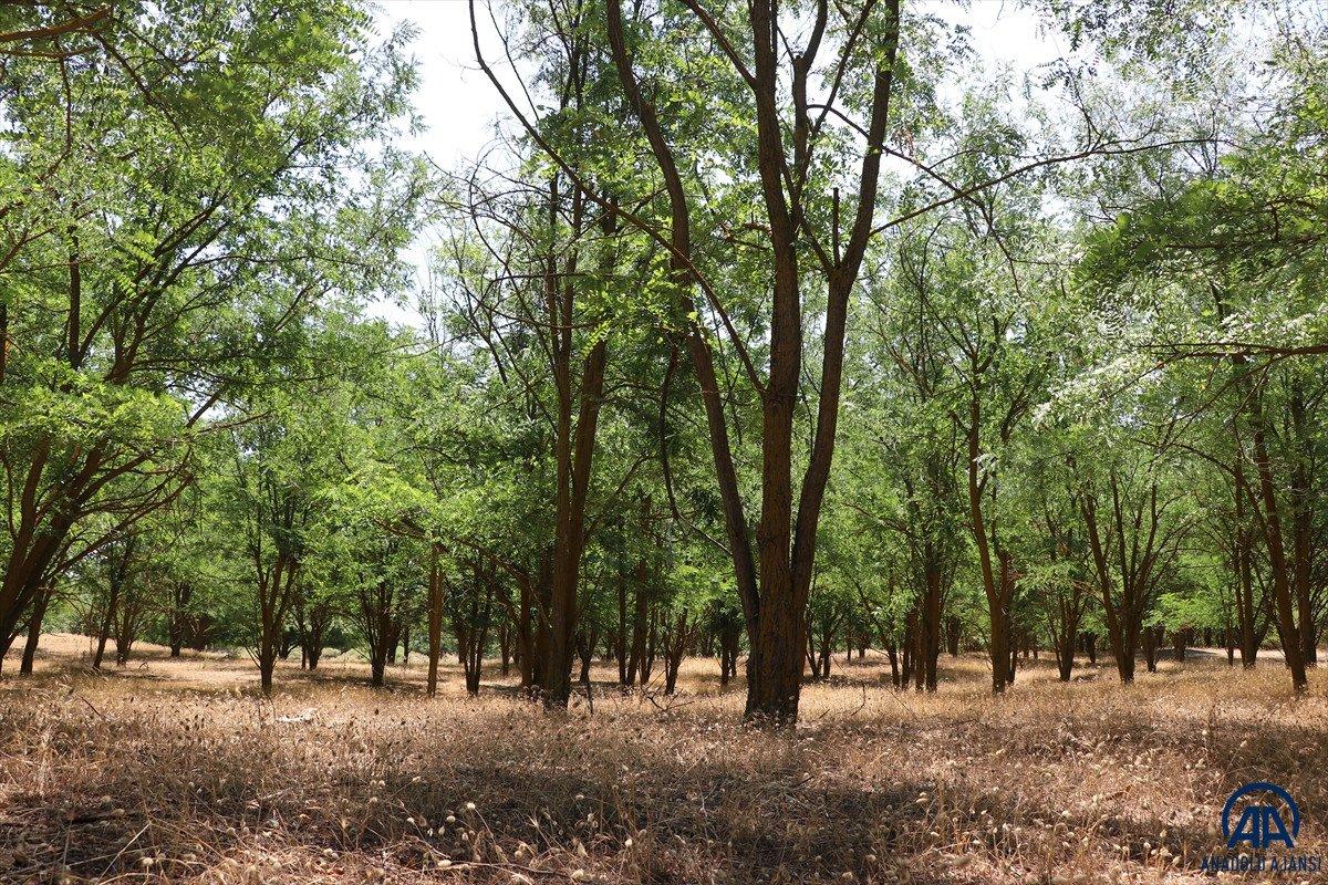Dizilere sahne olan Sazoba'nın çölü orman oldu
