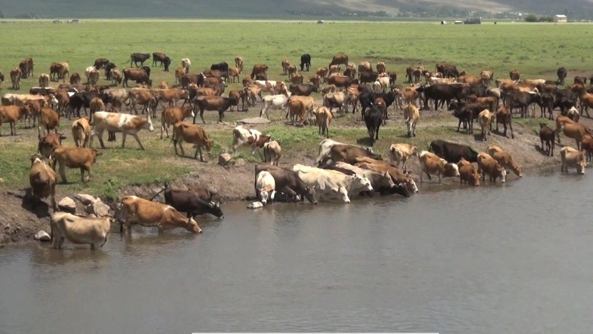 Muş'taki büyükbaşlar, yurda 10 milyar TL'den fazla katkı sağlıyor