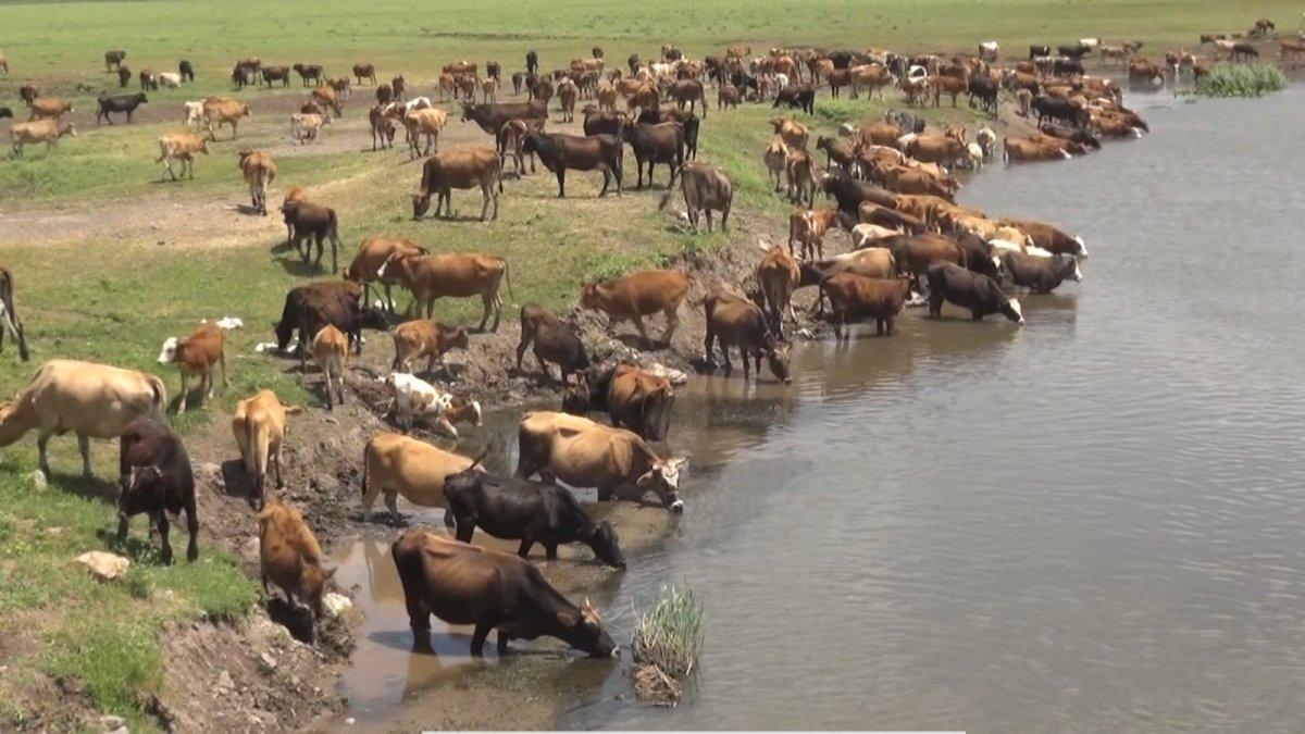 Muş'taki büyükbaşlar, yurda 10 milyar TL'den fazla katkı sağlıyor