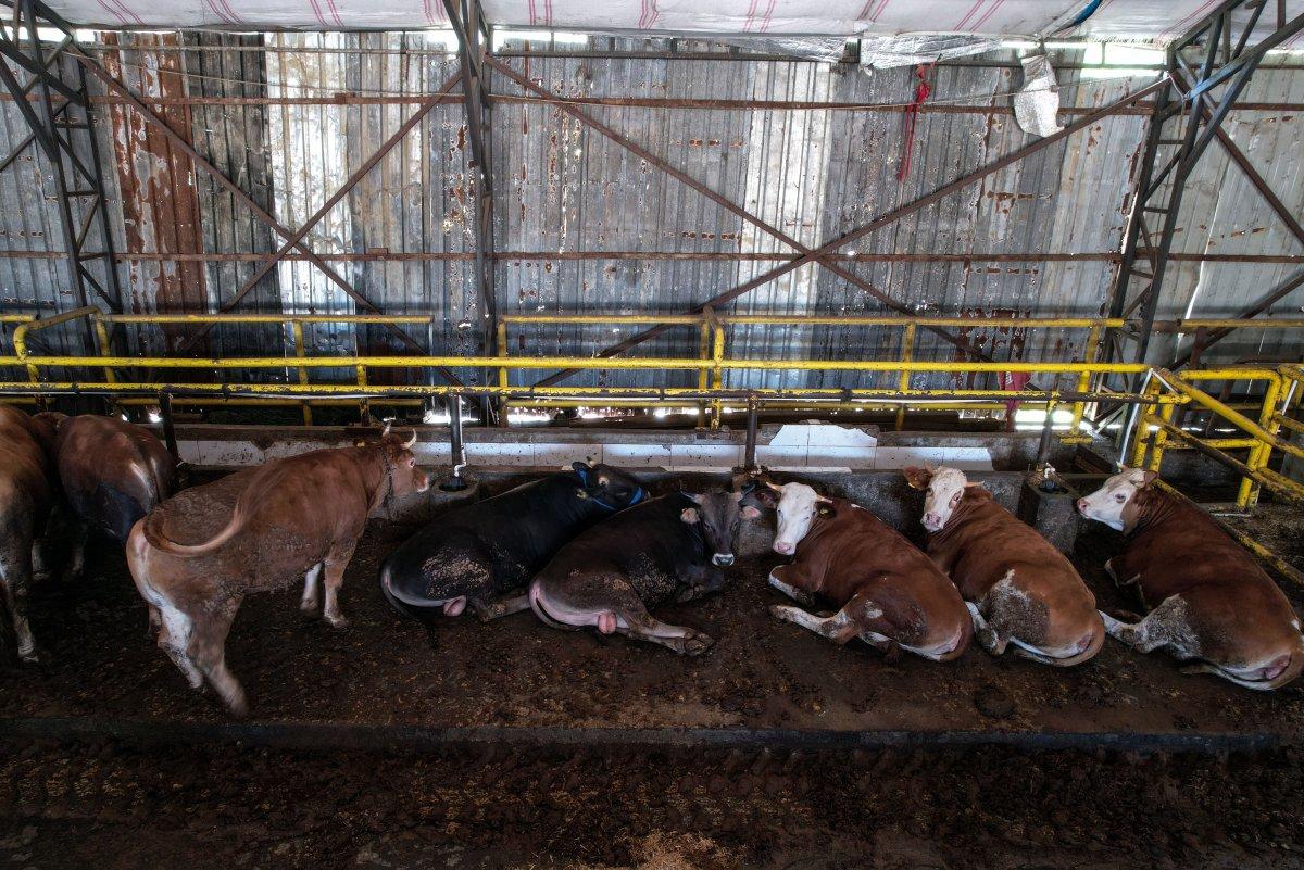 İstanbul'da kurbanlık alanlar kurulmaya başladı