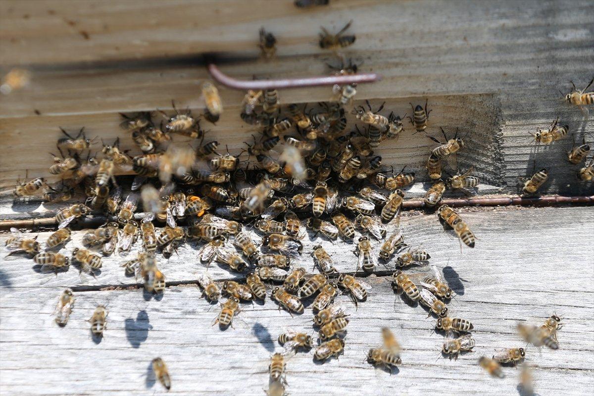 Kapadokyadaki arı üreticisi: Başka iş için para verseler gitmem