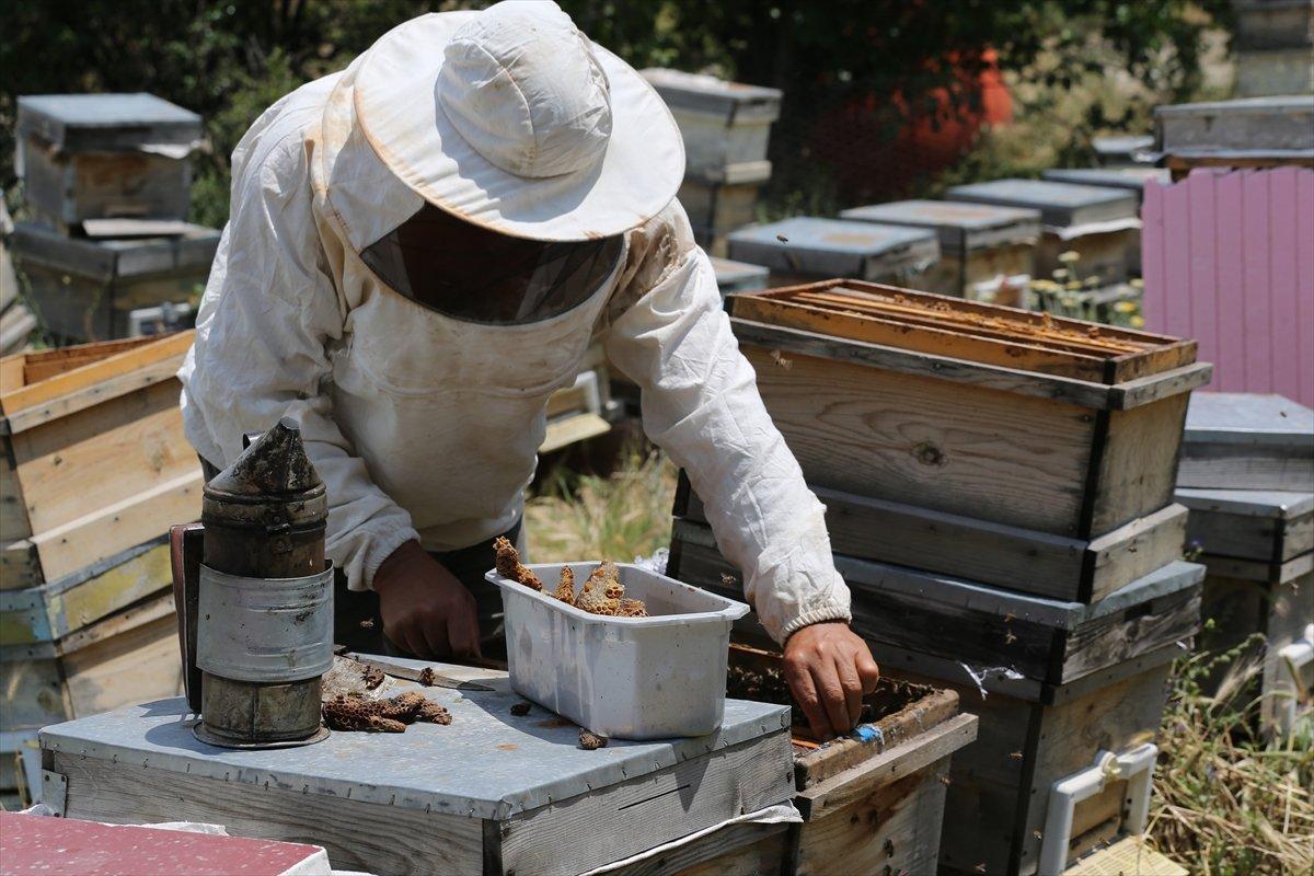 Kapadokyadaki arı üreticisi: Başka iş için para verseler gitmem