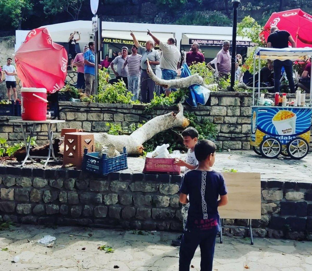 Hatay'da Musa Ağacı'nın kopan dalı 1 kişiyi hastanelik etti