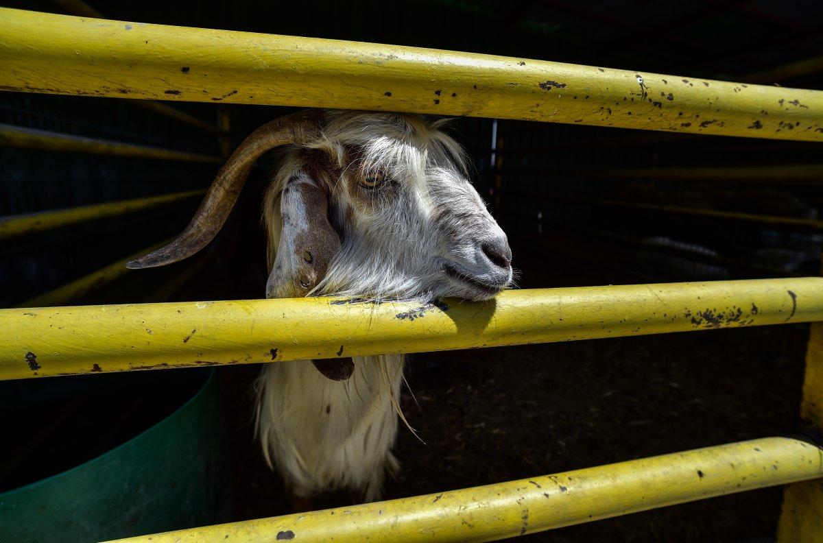 İstanbul'da kurbanlık alanlar kurulmaya başladı