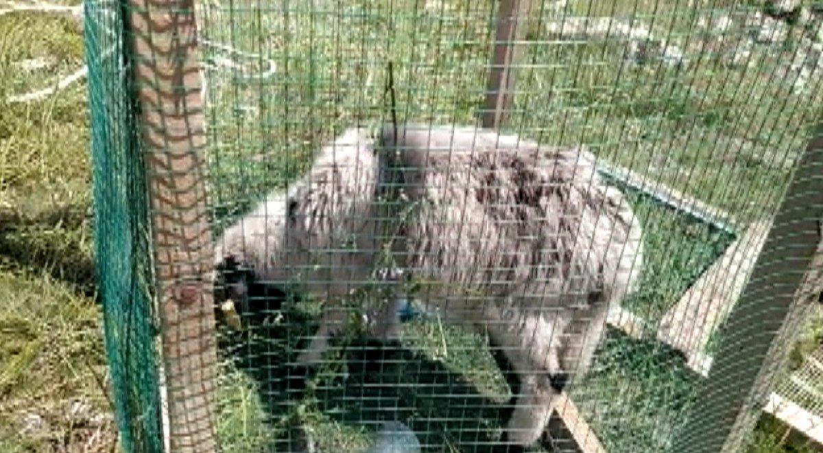 Konya'da definecilerin kazdığı kuyuya düşen kuzu kurtarıldı