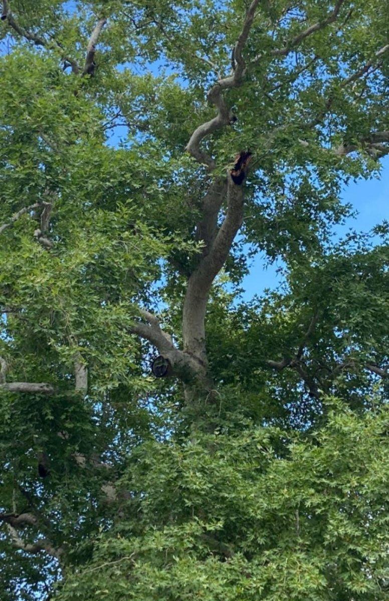 Hatay'da Musa Ağacı'nın kopan dalı 1 kişiyi hastanelik etti
