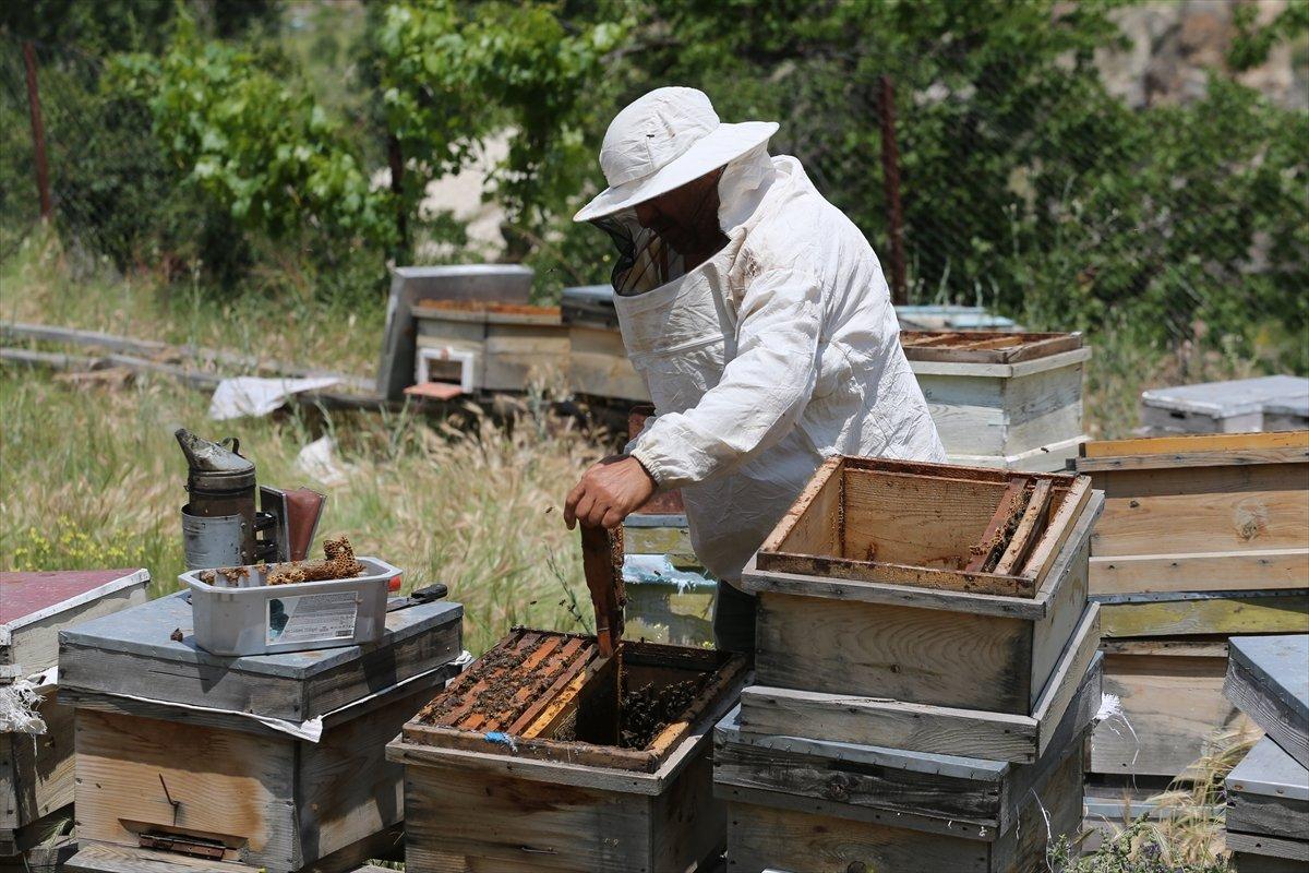 Kapadokyadaki arı üreticisi: Başka iş için para verseler gitmem